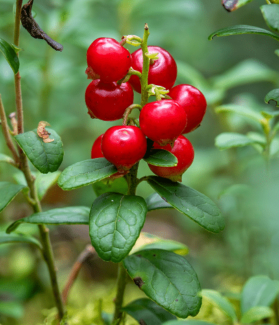 Branche d'airelle rouge (Vaccinium vitis-idaea) dans la nature