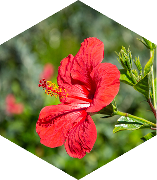 hibiscus